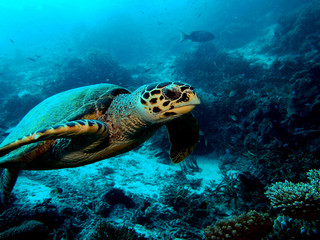 Hawksbill turtle