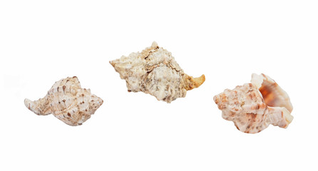 Empty seashell of marine mollusc rapana venosa (thomassiana)