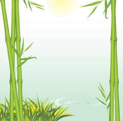 Green bamboo growing at shore of the river