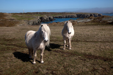 Wild Welsh Ponies