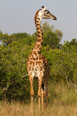 Full portrait of a giraffe