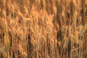 Fields of wheat