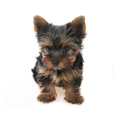 Sweet puppy Yorkshire Terrier (about 3 month)
