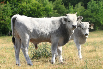 Hungarian grey cattle
