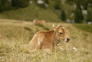 cow grazes in a meadow in the mountains