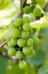 branch of grape vine