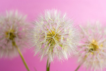 dandelions on the pink background