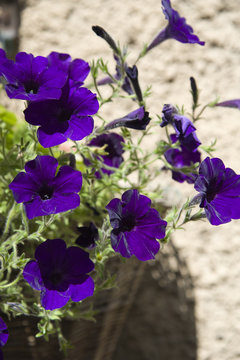 Fiori viola