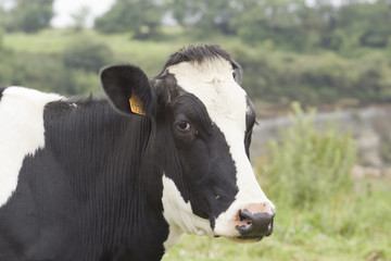 Cabeza de una vaca, Frisona