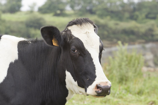 Cabeza de una vaca, Frisona