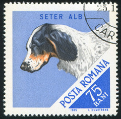 Hunting Dog