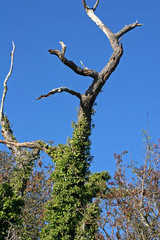 dead tree and blue sky