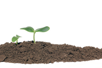 Small cucumber seedling