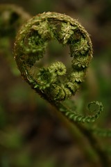 fern in the forest