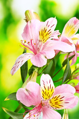Obraz na płótnie Canvas beautiful pink flowers on green background