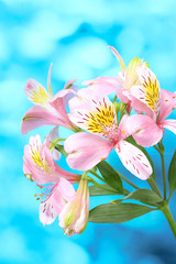 Fototapeta na wymiar beautiful pink flowers on blue background