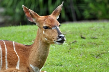 Nyala