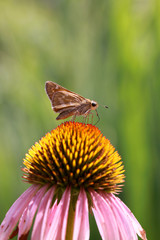 Close up shot of tiny moth on Black eyed Susan
