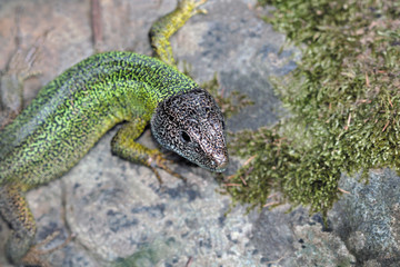 Lagarto verdeazulado occidental, lacerta bilineata