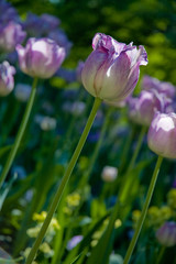 Tulips in the garden on the sunny day