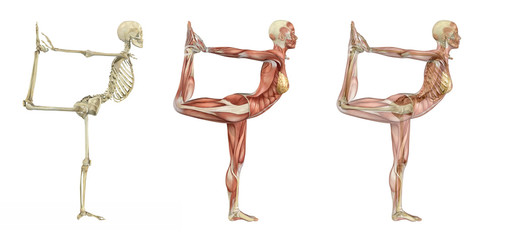 Yoga Dancer Pose - Anatomical Overlays