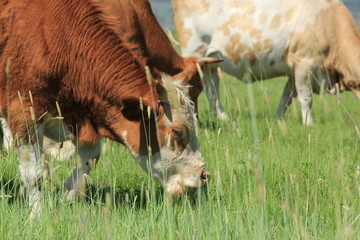 Коровы пасутся на зеленом лугу