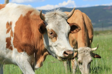 Коровы пасутся на зеленом лугу