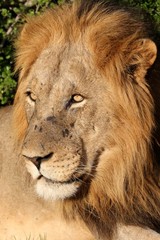 Male Lion Portrait