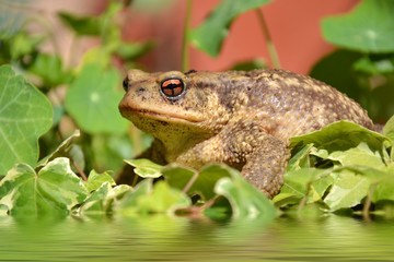 Crapaud commun du jardin (bufo bufo)