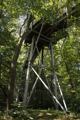 Obraz premium Baumkronenpfad im Nationalpark Hainich