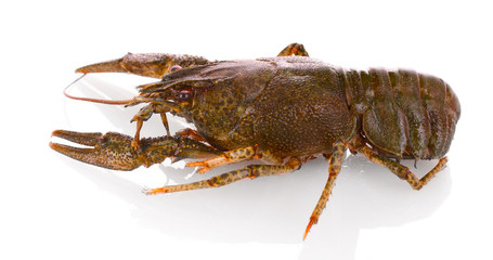 Crayfish isolated on white