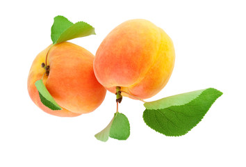 Apricot with leaves