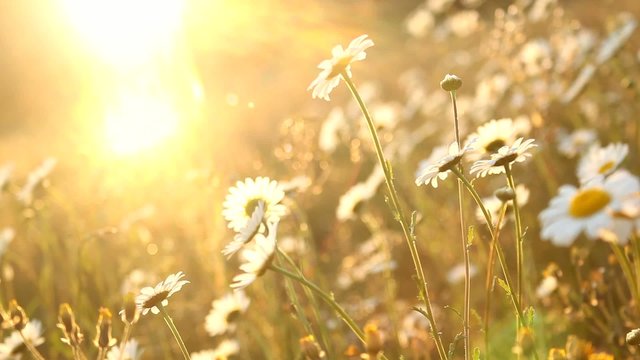 Field of daisies at sunset