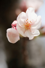 Obraz premium さくら