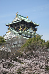 Obraz premium 桜咲く大阪城