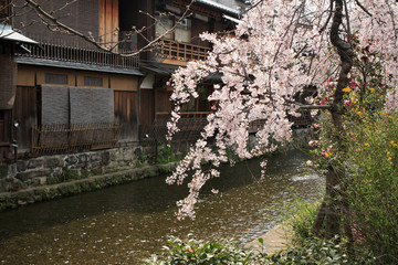 桜咲く祇園白川