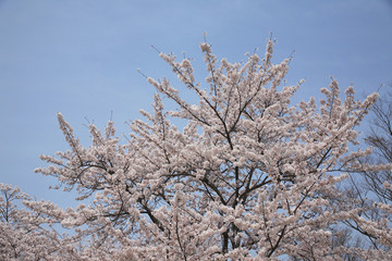 青空と桜