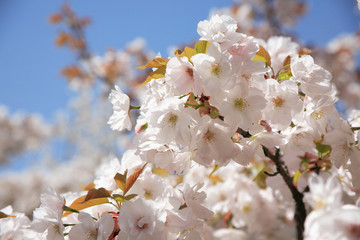 八重桜