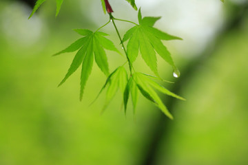 もみじの若葉