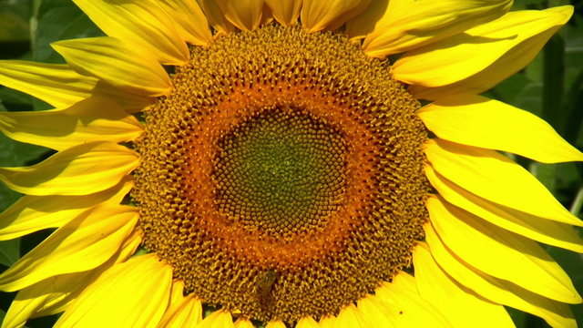 Young Sunflower- Close Up