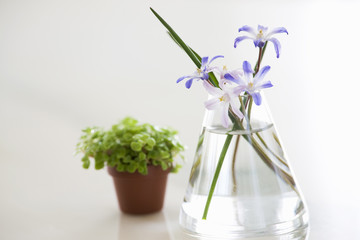 花瓶の花と植物の鉢