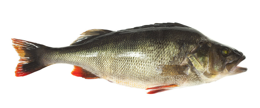 Perch (Perca fluviatilis) trophy fish isolated on white