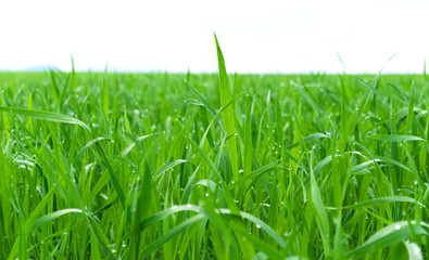 Green grass with dew drops in close-up