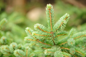 Young Green Fir Tree Branches