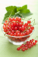 fresh redcurrant
