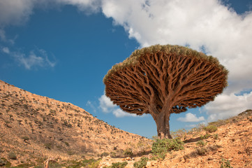 Naklejka premium Dragon trees at Homhil plateau, Socotra, Yemen