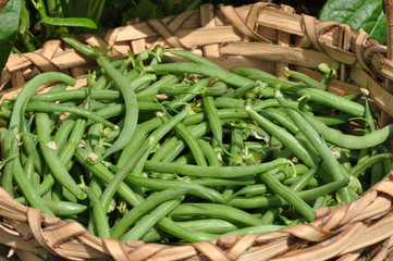 haricots verts mangetout 'Processor'