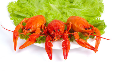 Dish with boiled crawfish and lettuce