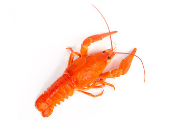Hot boiled crayfish on white background