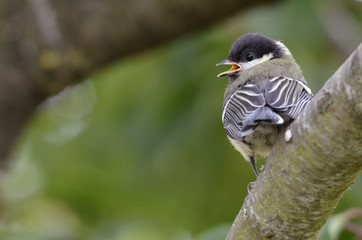 Jeune mésange charbonnière sur une branche vue de dos
